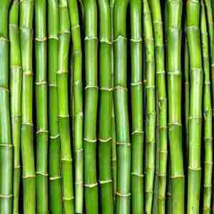Bamboo