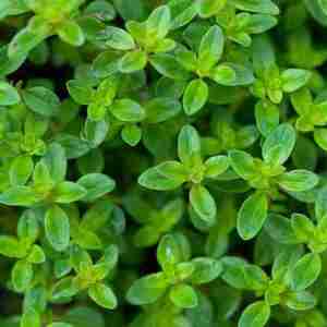 Thyme