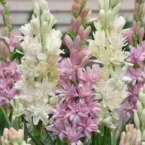 Tuberose