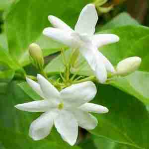Jasmine