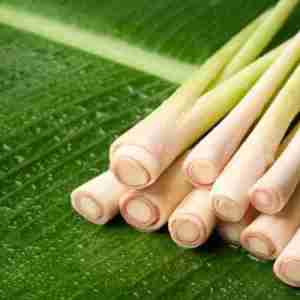 Lemongrass