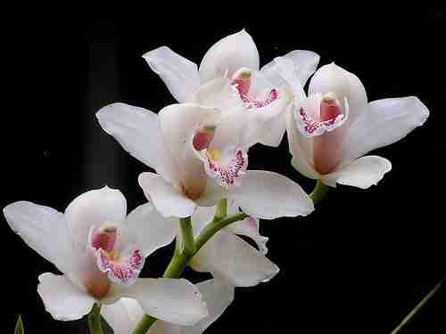 White Orchid