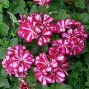 Geranium